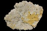 Fossil Coral Colonies (Thamnasteria & Thecosmilia) - Germany #157326-2